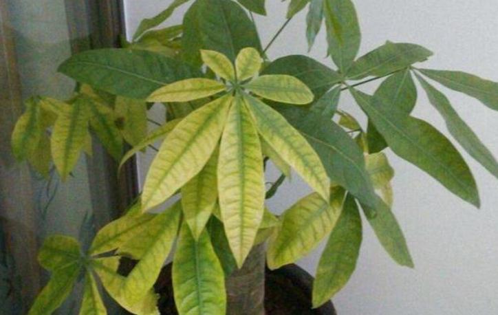 花盆里加几滴“它”,月季,茉莉,栀子花再也不黄叶