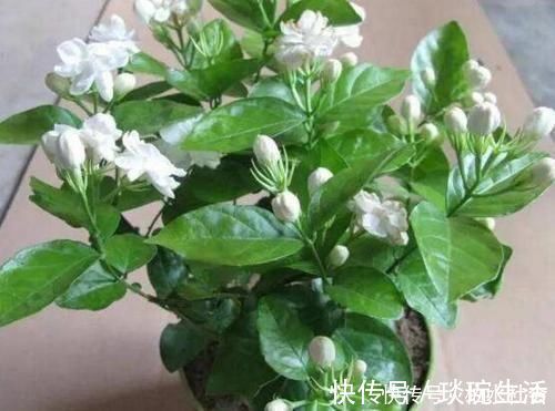最厉害的养花营养液给茉莉花喝一勺，四季油绿，花开洁白