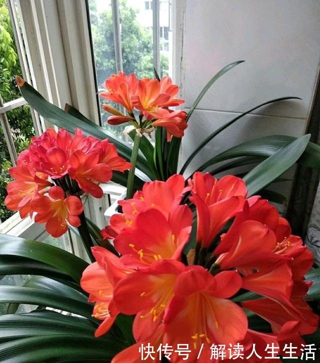 君子兰难养谨记这4点,轻松养出好状态!