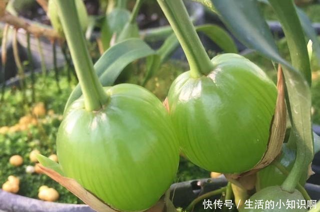 大爷在石壁上发现一块“兰花”,如今很稀少,盆栽会结豆!