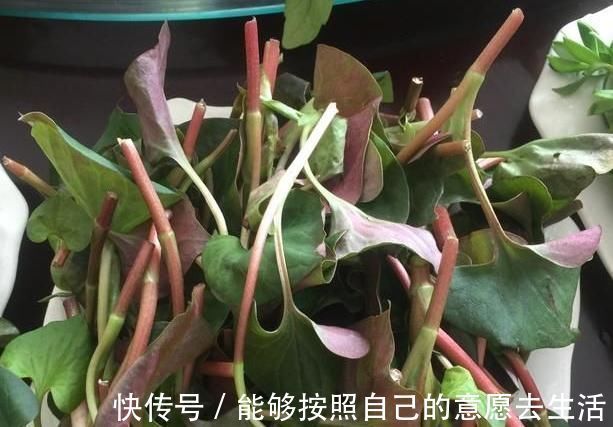 清明|被打绝迹的野菜，在农村老家剩下的一点，看看你还认识吗？