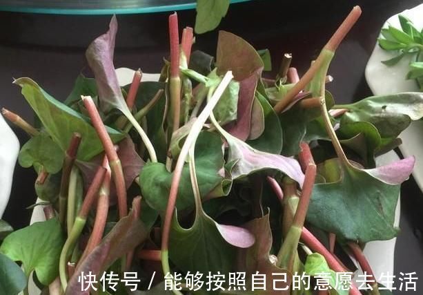 清明|被打绝迹的野菜,在农村老家剩下的一点,看看你还认识吗?