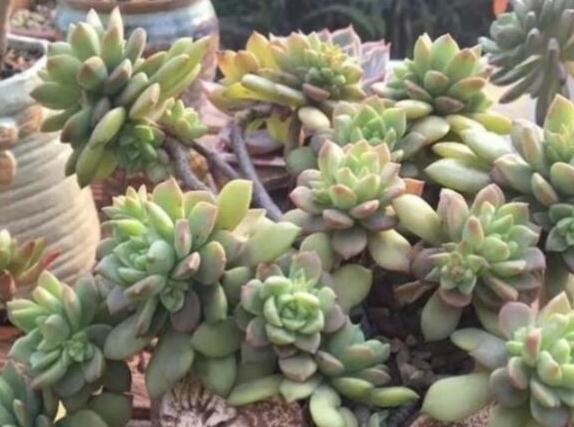 冬季养多肉怎么浇水好,什么情况下需要断水,3个方法解决