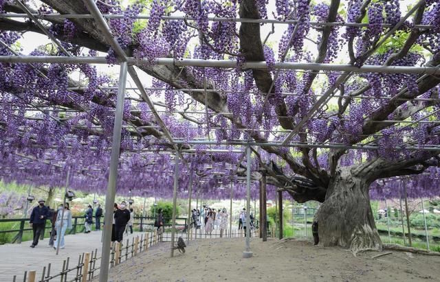 日本足利：紫藤花开