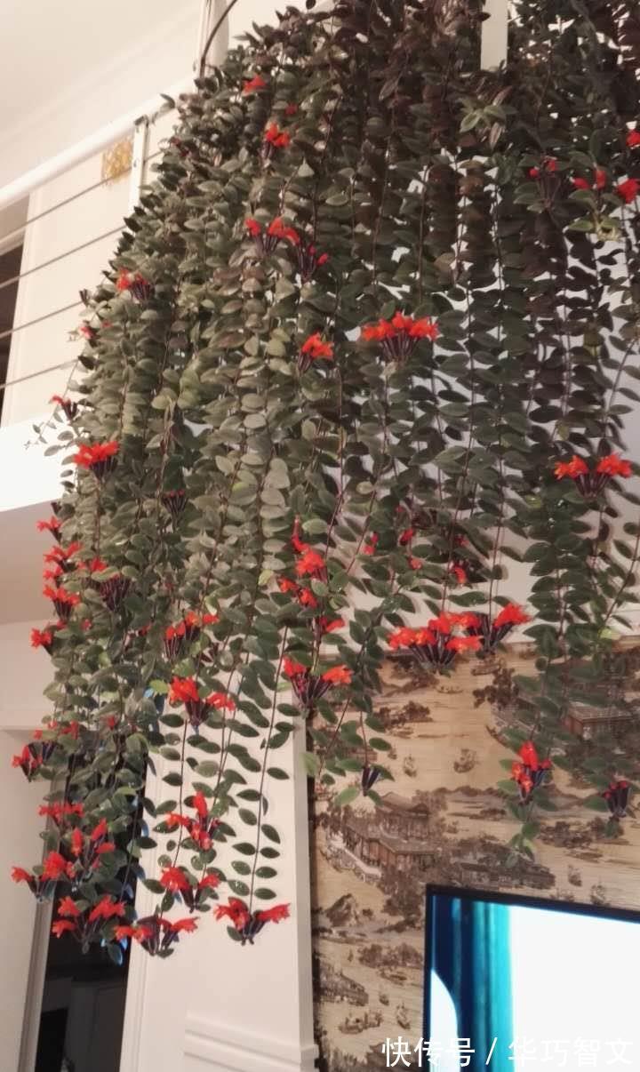 别养绿萝吊兰了,此盆栽植物更值得拥有,花叶俱美,室内也能养