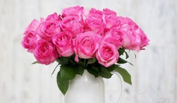 “高档玫瑰”糖果雪山，甜蜜如糖果，美艳清香，可以说是养花必备