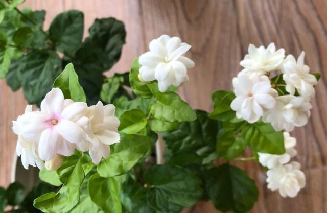 茉莉花换盆“小技巧”，7天缓苗成功，快速冒新根，四季开满花