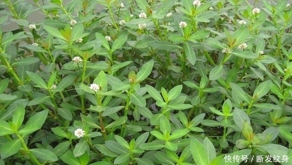 小溪|河沟和小溪边,生长着一种“水花生”,看似不起眼,价值高