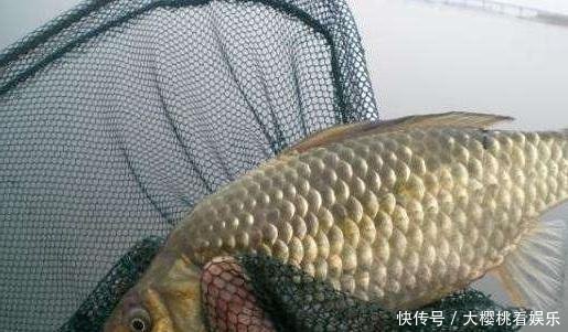 东西|这东西常人难以接受,却是很不错的钓鱼饵料,钓鲫鱼鲤鱼效果绝佳