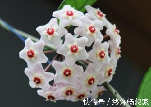 阳台种这5款花，花朵似绣球，花开繁盛惹人爱，开成花海挤爆阳台