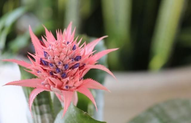 “生根剂”不用买,这2种家家都有,老花匠自己做生根快效果更好