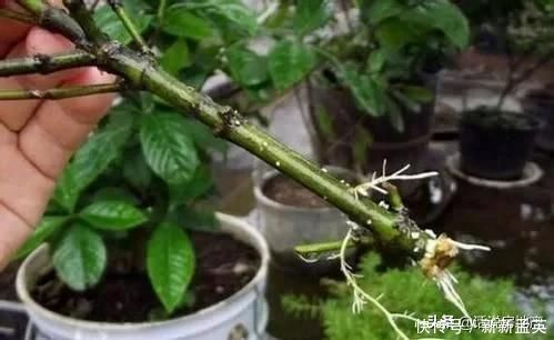 这种过期药片扔花盆里,不管多蔫的花一个劲疯长,不黄叶不烂根