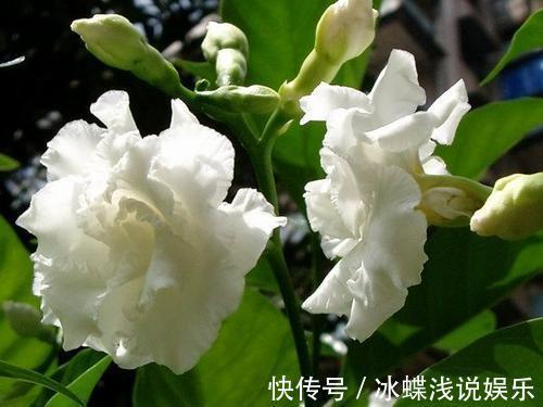 被名字耽误的8种花,好养好看开花惊艳,你最喜欢哪种?