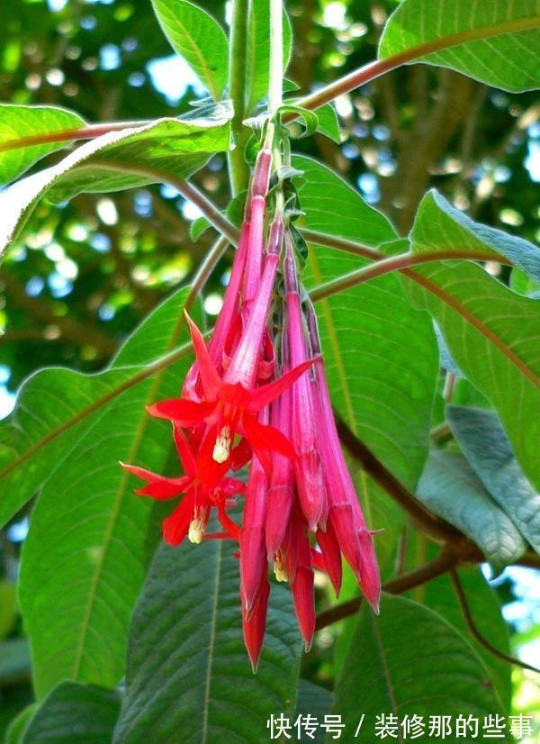 倒挂金钟|刚买的倒挂金钟盆栽如何服盆,怎么才能让它安全度夏?