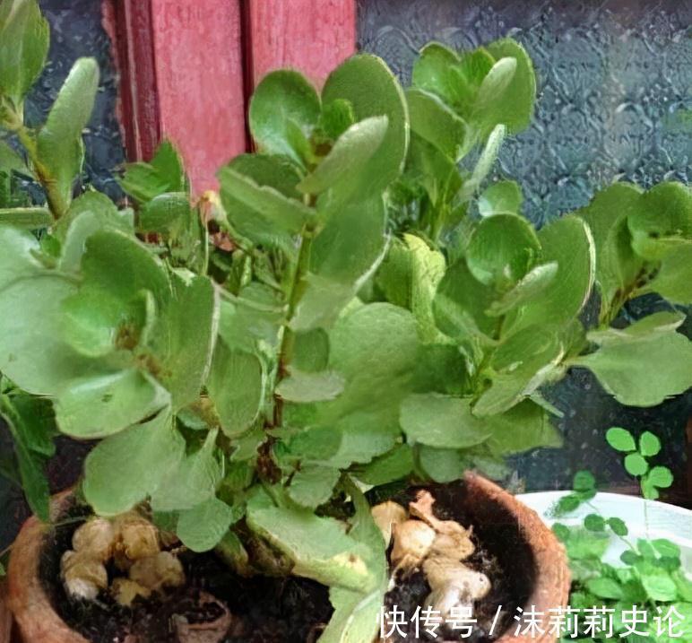 你的长寿花还没开花，赶紧来一勺它，花朵集体猛开