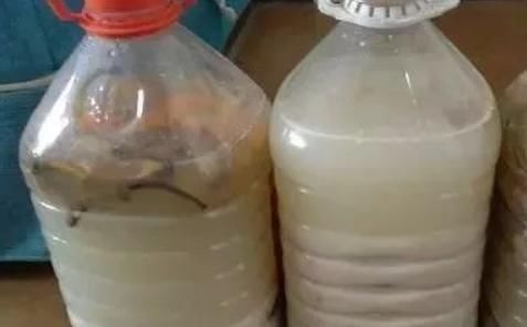 家家都有的3种垃圾，用来养花，枝叶油绿，开花爆盆！