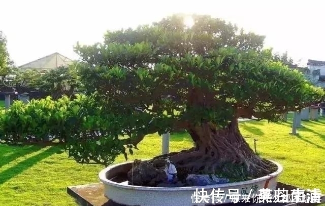 盆景|世界上又一奢侈品《盆栽》一盆就是一座房子!