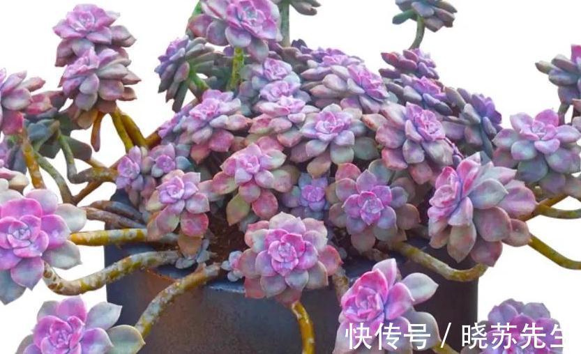 最爱多肉紫乐,好养殖易出状态,非常容易爆盆