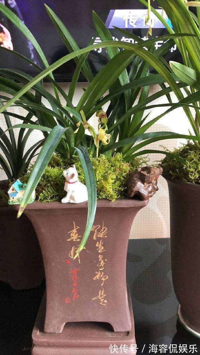 干苔藓|兰花少不了“苔藓”,快铺一层“水苔”,小嫩芽蹭蹭冒太喜人了