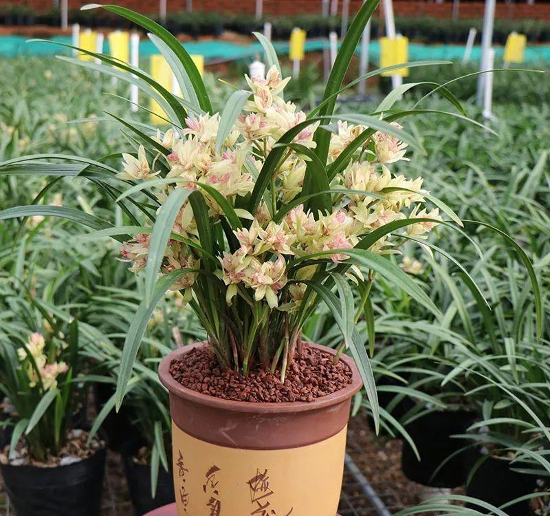 曾经天价的8种兰花,如今跌落神坛,普通人也买得起