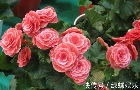 此四种娇艳的花,不能喷水,喷一盆死一盆,开花后很美