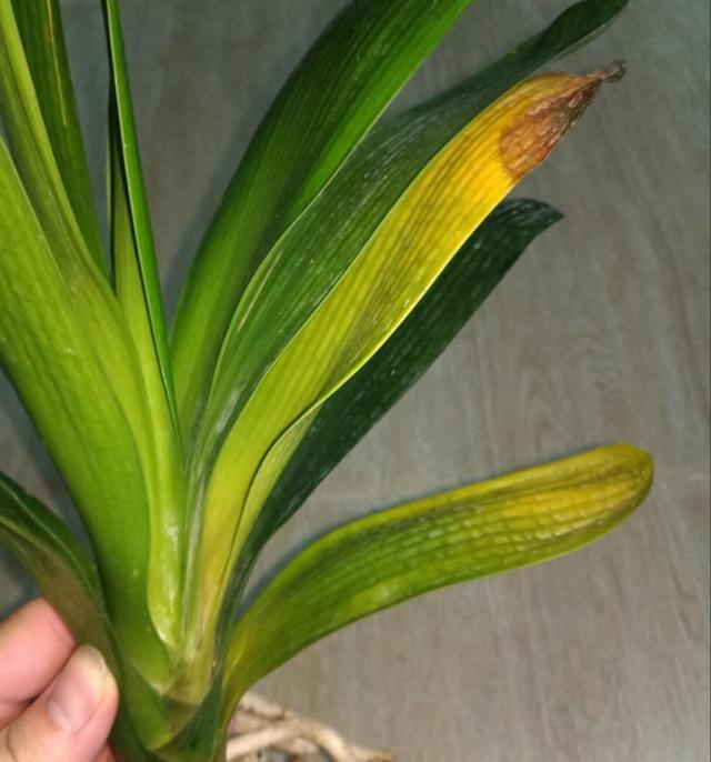 君子兰是“懒汉”,要懒养,不黄叶不烂根,年年开花多,美呆了