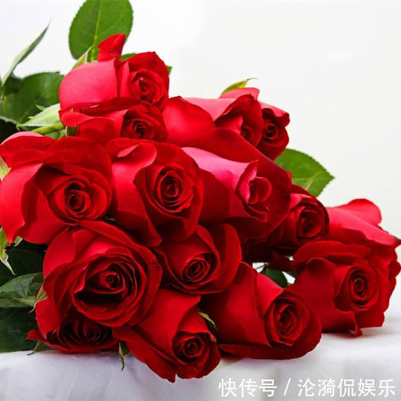 玫瑰园|学学超级玫瑰卡罗拉的养护方法，拥有一个属于自己的玫瑰园吧！