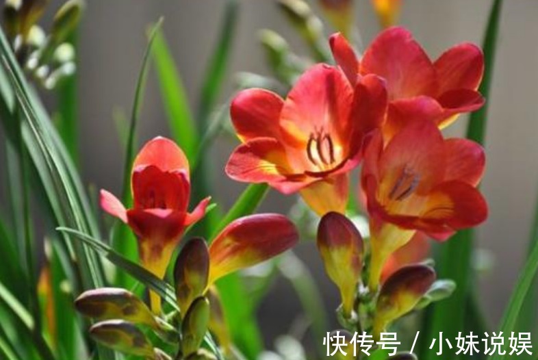 3种花，现在“赶快”养家里，开花多，花朵艳，满屋都飘香！