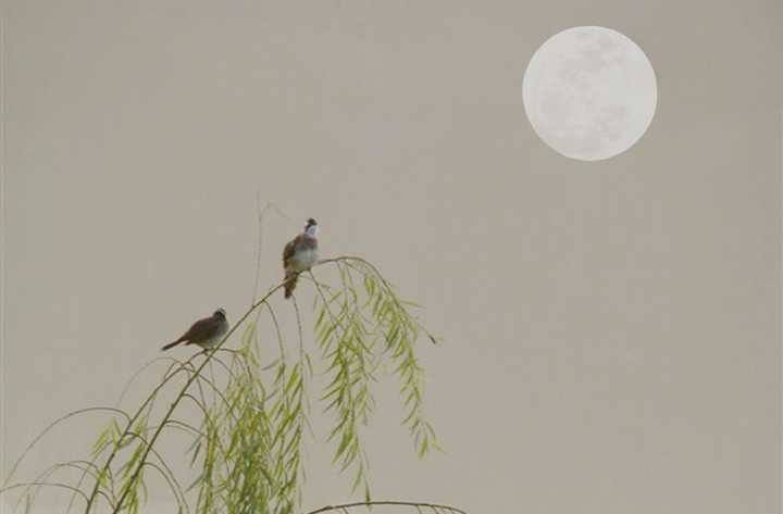 动物$黄鼠狼会给鸡“拜年”,月圆之夜还会拜月,真这么神奇?想多了