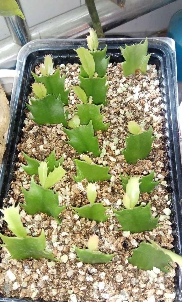 养2种花“不用等”,现在扦插、20天生根发芽,入冬就开花