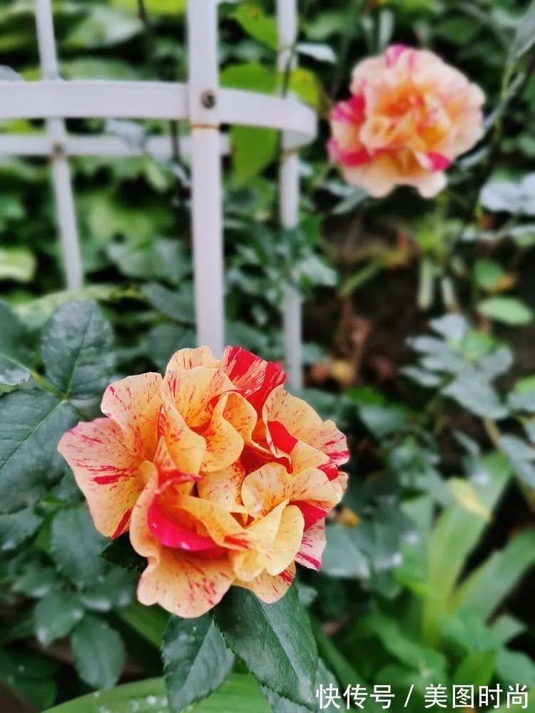 薇月|四年前,接手了朋友带120㎡院子的房子,打造成花园后朋友羡慕了