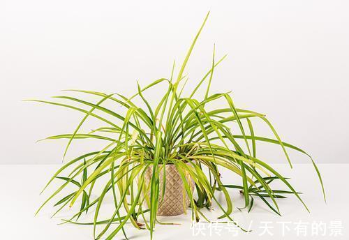 四种花卉不舍得剪怎么能行?越不剪长得越慢、越不好看