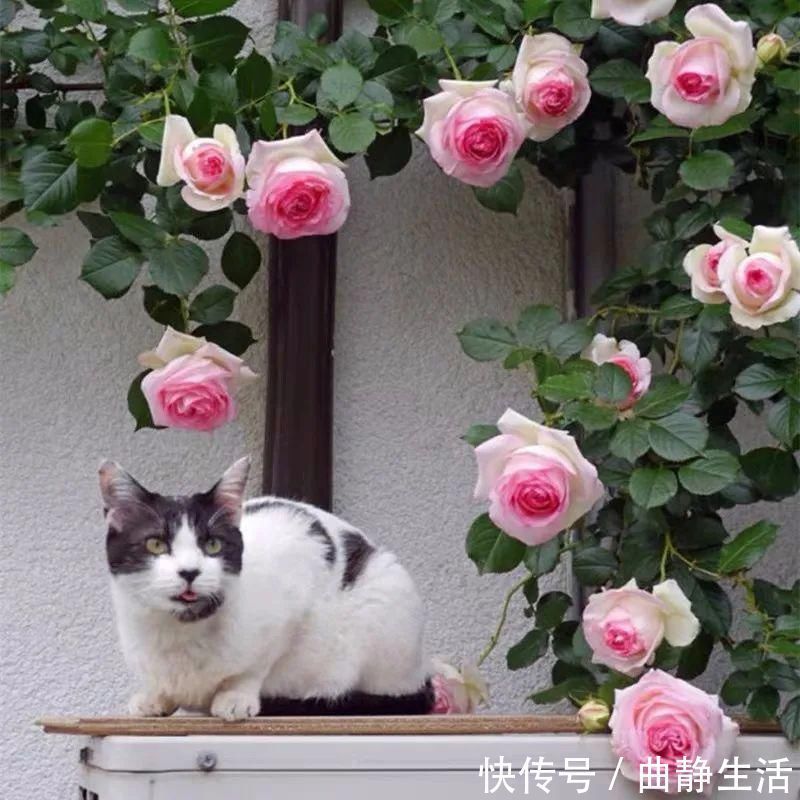 等我老了以后,找个小院陪你养花种菜!