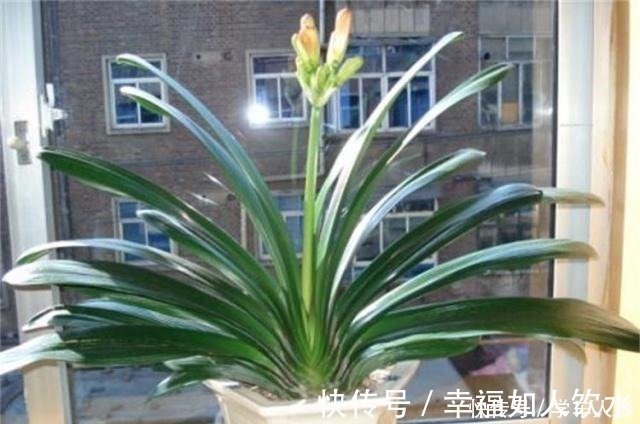 光合作用|养君子兰别整那些虚的!这么养,叶片绿油油,一年开2次花!