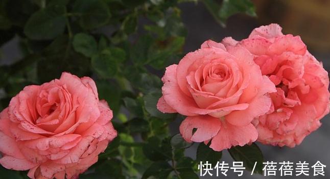 初冬月季养护,南北大不同,看看你做对了没