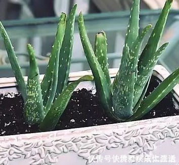 卧室|卧室里最适合放这三种绿植，空气清新睡眠无忧，赶快试试吧