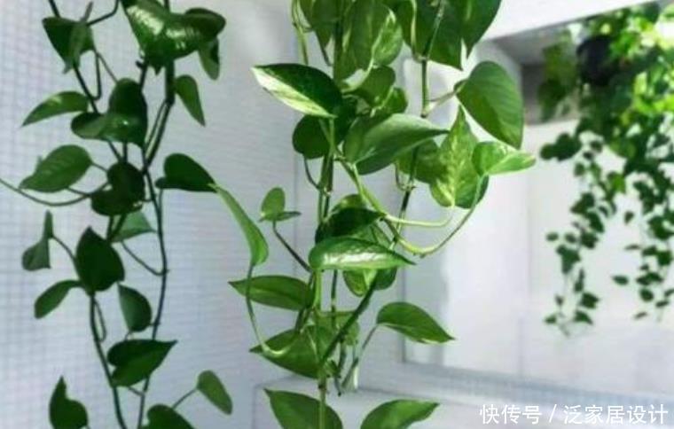 绿萝黄叶不用怕,做好“2补1遮”,快速恢复生机,叶子大又绿!