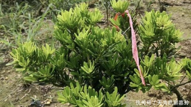 盆景|养3种“盆景树”,值钱又“镇宅”,比牡丹、绿萝好看,也好养!