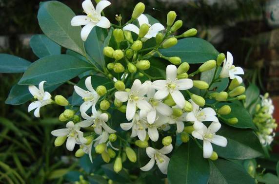 盆栽九里香花开不断很简单,只要做好几点,满屋子花香随风飘