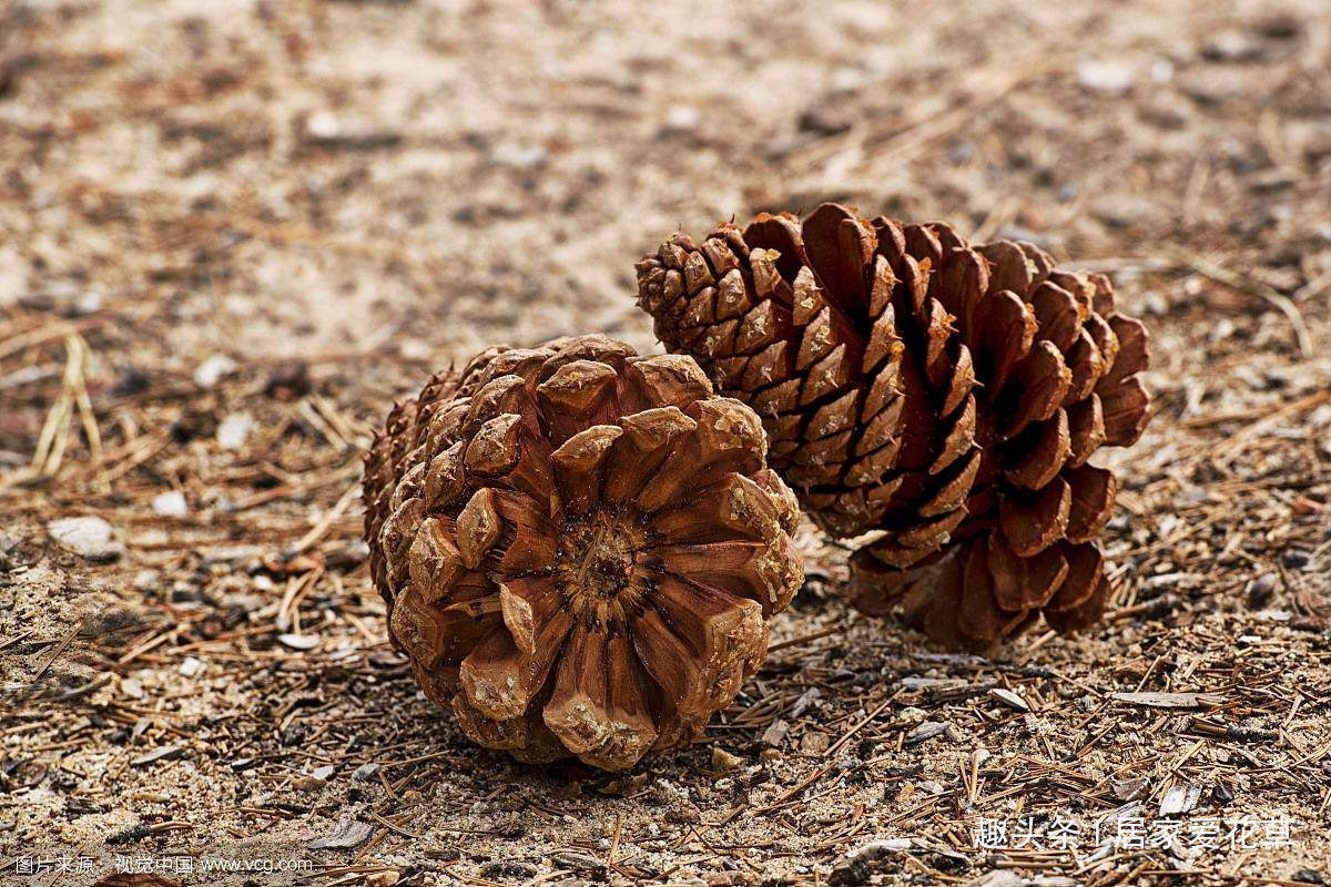 养君子兰,花盆里埋上10粒它,3个月蹿出4片新叶,开花50朵