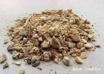 什么花生壳、瓜子皮都不如“两种肥”，拿来养君子兰，叶绿花更旺