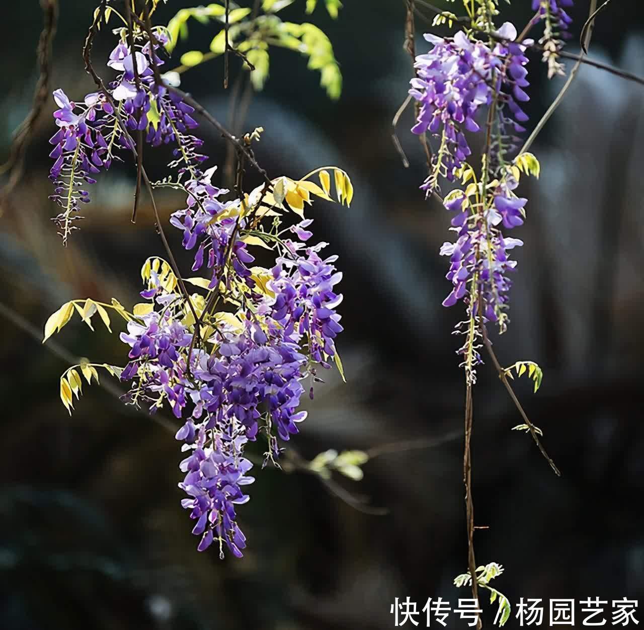 偏碱性土壤养花不好活，几种抗碱性强的植物，反而养得好