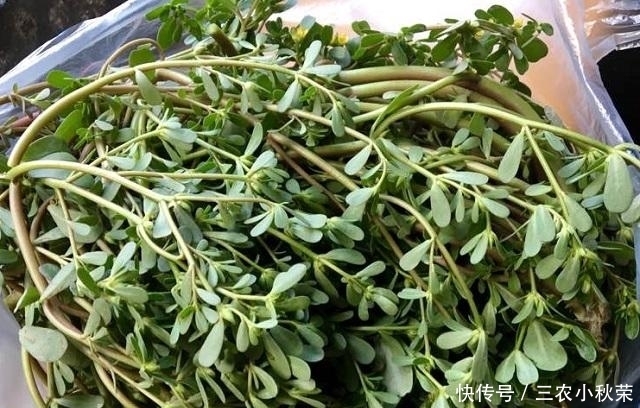 长寿菜|小时候摘它喂鸡鸭,现在被誉为“长寿菜”,一斤10块,抢着要