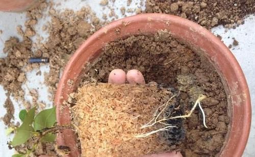 4种“垃圾”捡回家,埋在花盆下,啥花都越养越旺,叶绿开花久