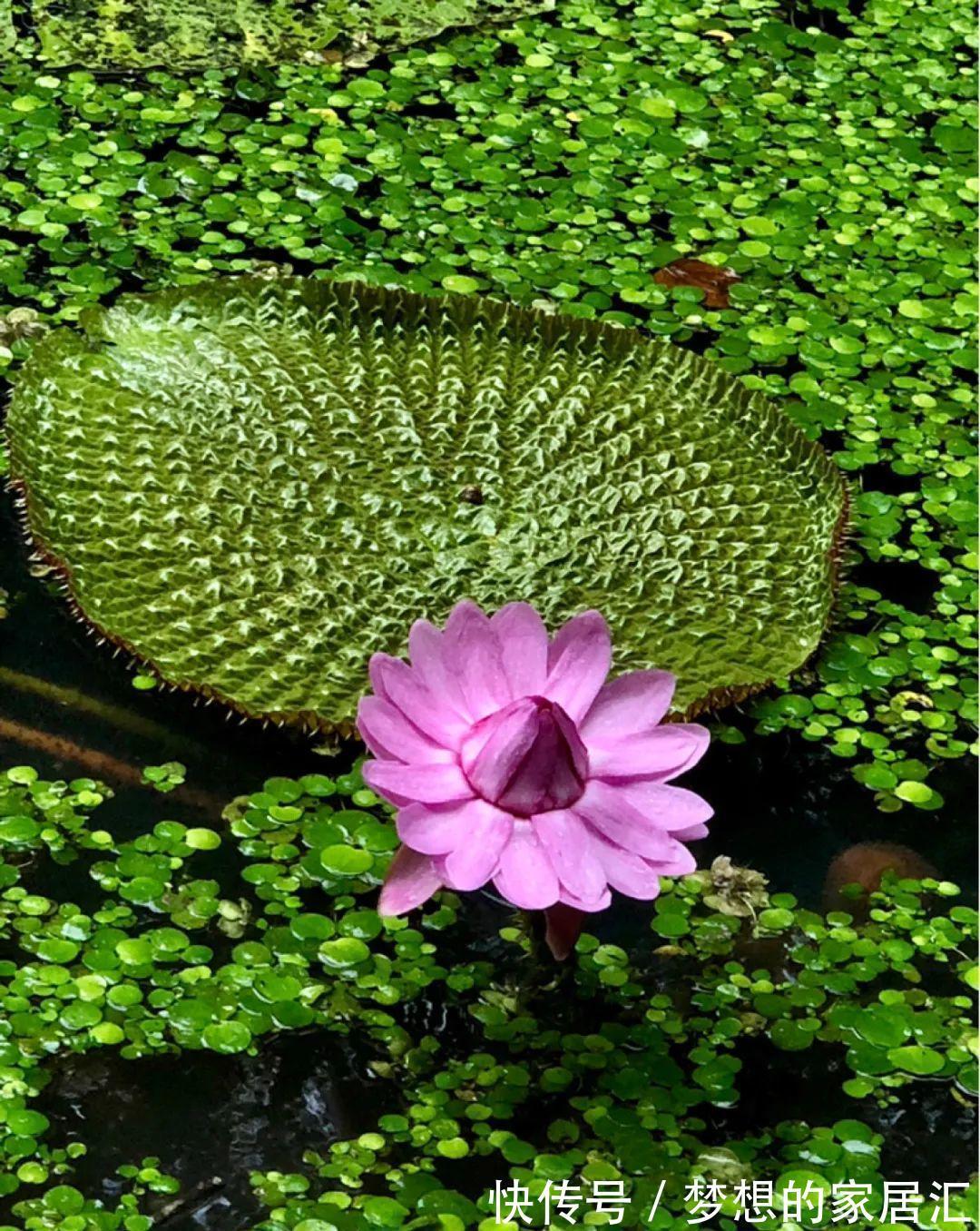 10种花太能喝水，一天一瓢水，7天爆满缸