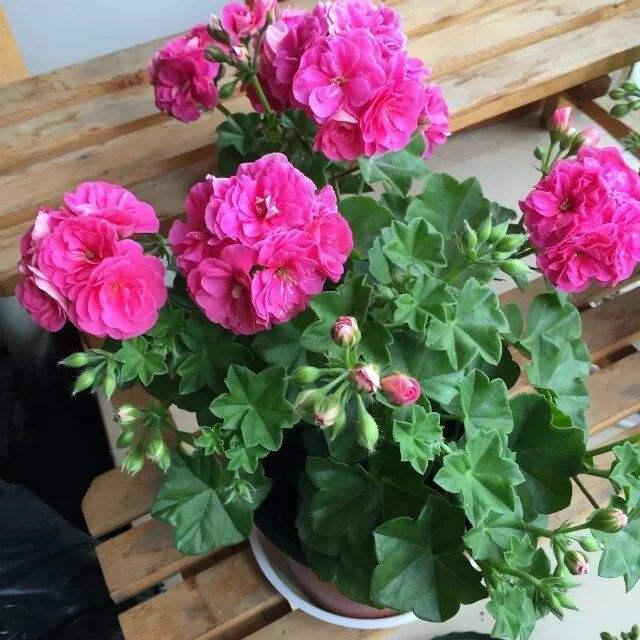 4盆花养在阳台，2个月不管，照样开花，成爆盆小能手
