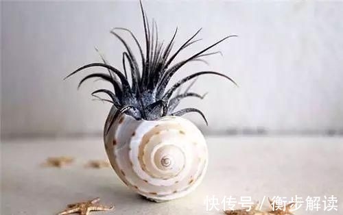 除了花盆之外,这些东西也是绝佳的养花神器,你用过吗?