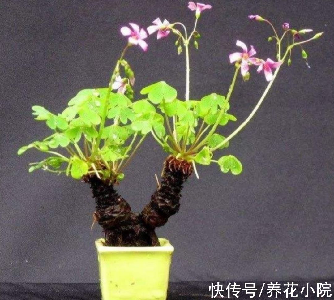 外面遇到6种“小植物”，把它养成“小盆景”，摆在桌面清新自然