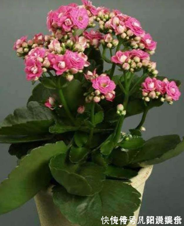 植株|刚买的长寿花，换盆做好“3件事”，蹭蹭长新芽，开花就爆盆