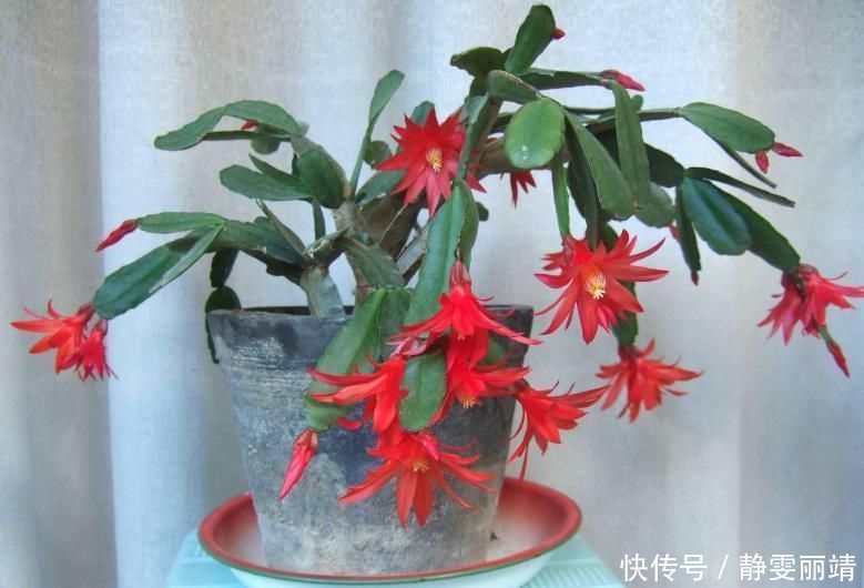 三种东西扔了很可惜，随手一砸扔进花盆里，养啥都爆盆，美极了